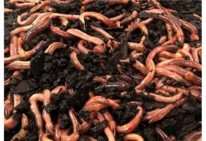 Rousnice