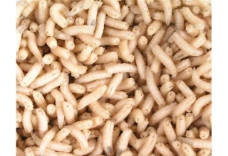 Červi